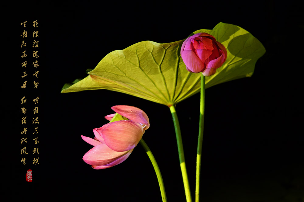 久青草无码视频在线观看第一苞