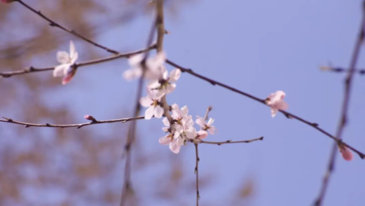 久青草无码视频在线观看第一苞